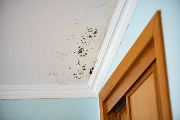 Best Black Mold Removal  in USA